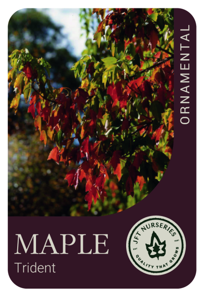 Acer buergerianum  {Trident Maple}