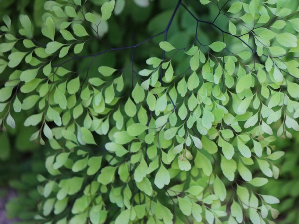 Adiantum raddianum Gracillimum