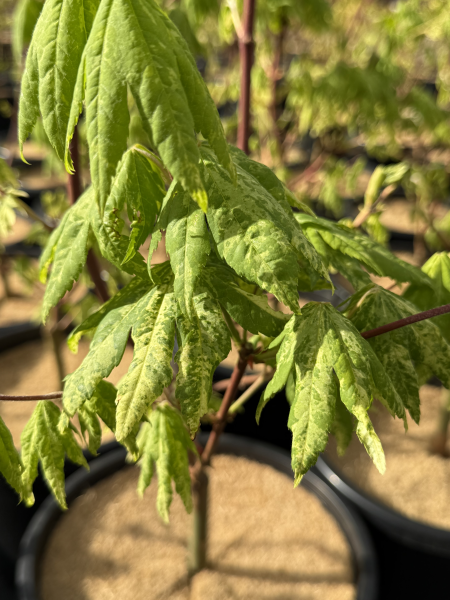 Acer sieboldianum Kumoi Nishiki