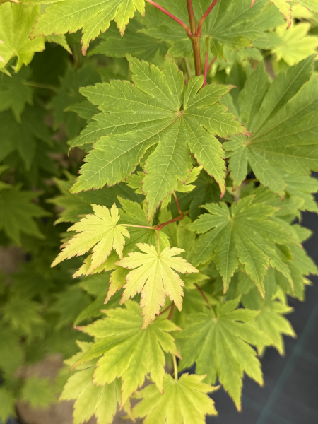 Acer sieboldianum