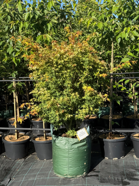 Acer palmatum Orange Dream