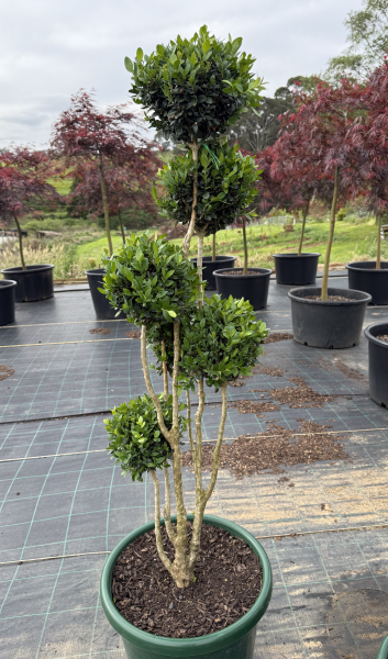 Buxus sempervirens  {English Box}  Topiary Clouds