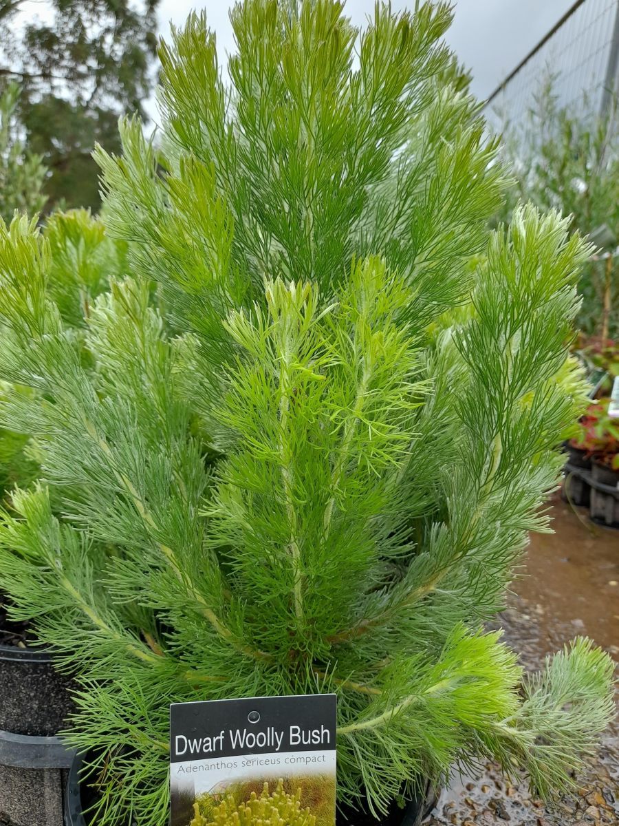Adenanthos sericea Compact