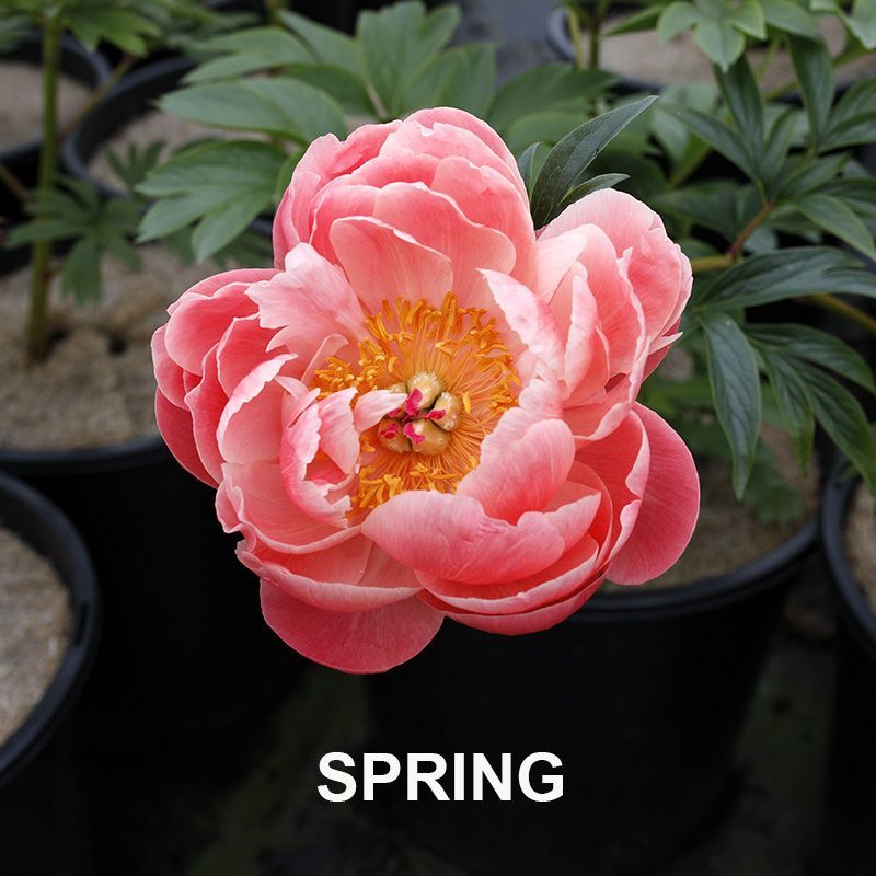 Paeonia Coral Charm  {Peony}