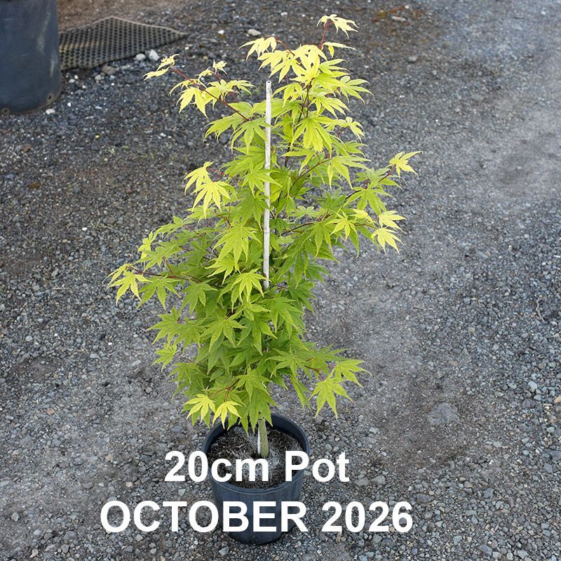Acer palmatum Ki hachijo (Kihachijo)
