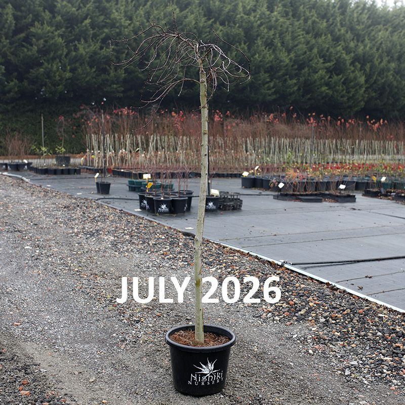 Acer palmatum dissectum Chantilly Lace