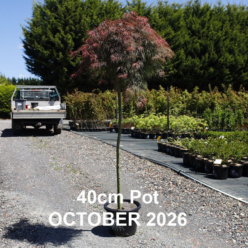 Acer palmatum dissectum Chantilly Lace