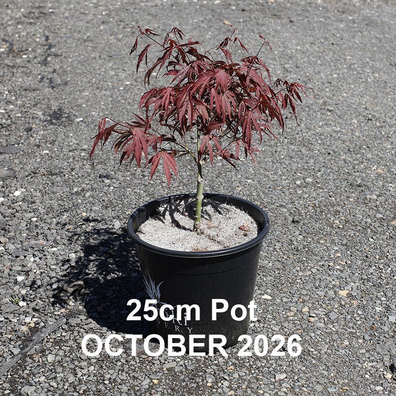 Acer palmatum Beni Shi En