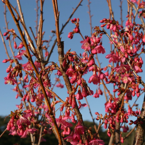 {Flowering Cherry - Rubra} Prunus campanulata maxim. x incisa