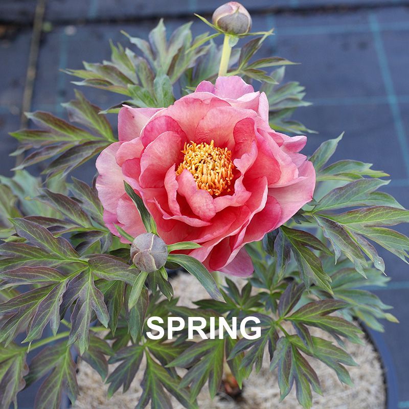 Paeonia Magical Mystery Tour {Itoh Peony}
