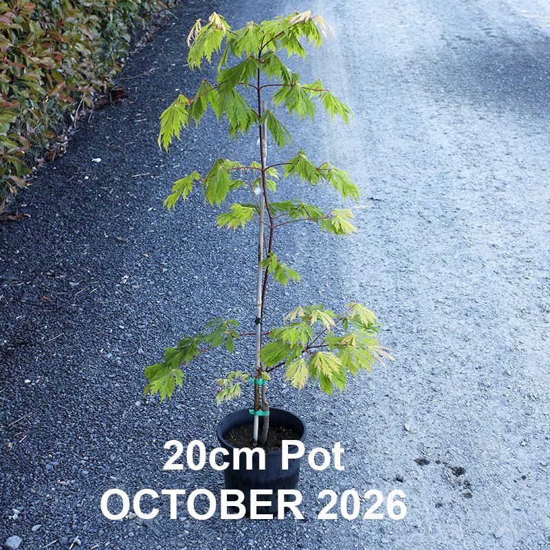 Acer japonicum Aconitifolium  {Full Moon Maple}