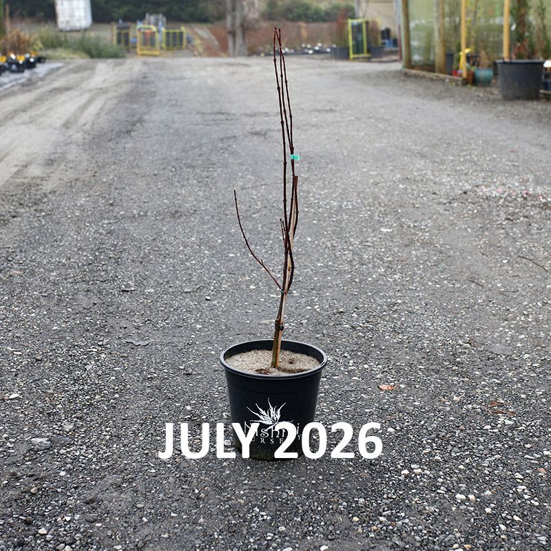 Acer circinatum Sunny Sister
