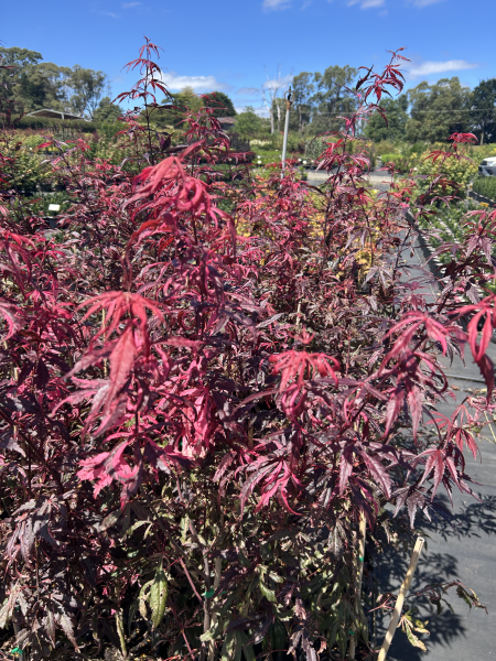 Acer palmatum Rainbow Sister