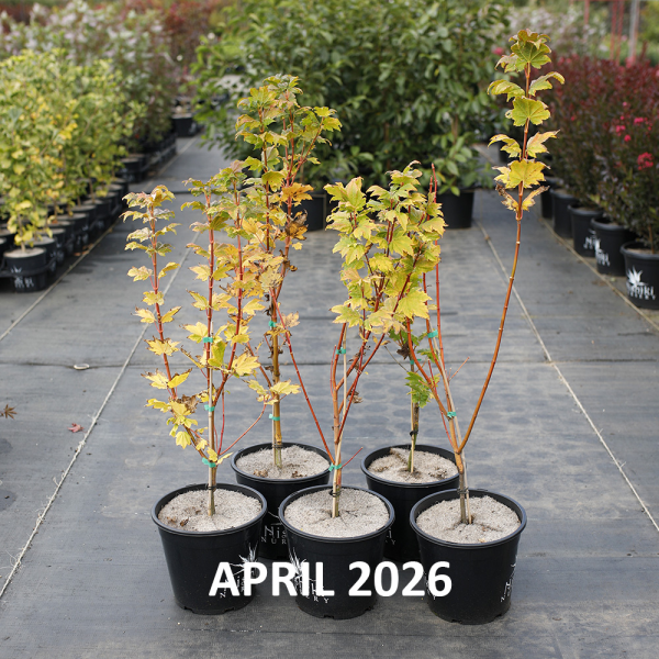Acer circinatum Pacific Fire