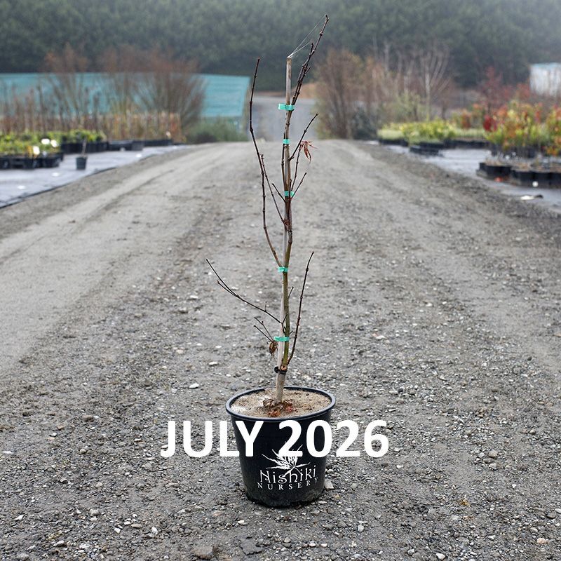 Acer palmatum Nigrum