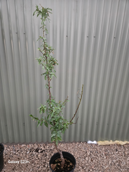 Almond - Self Pollinating