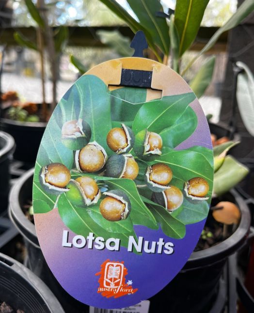Macadamia integrifolia Lotsa Nuts