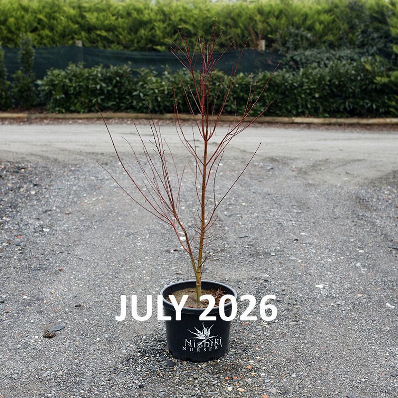 Acer palmatum Coral Pink