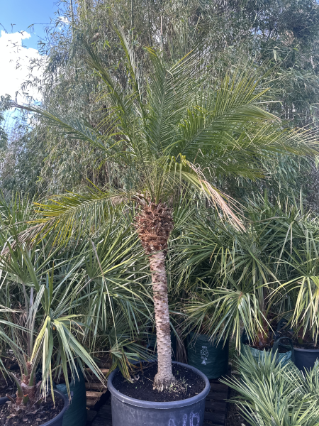 Dwarf Date Palm