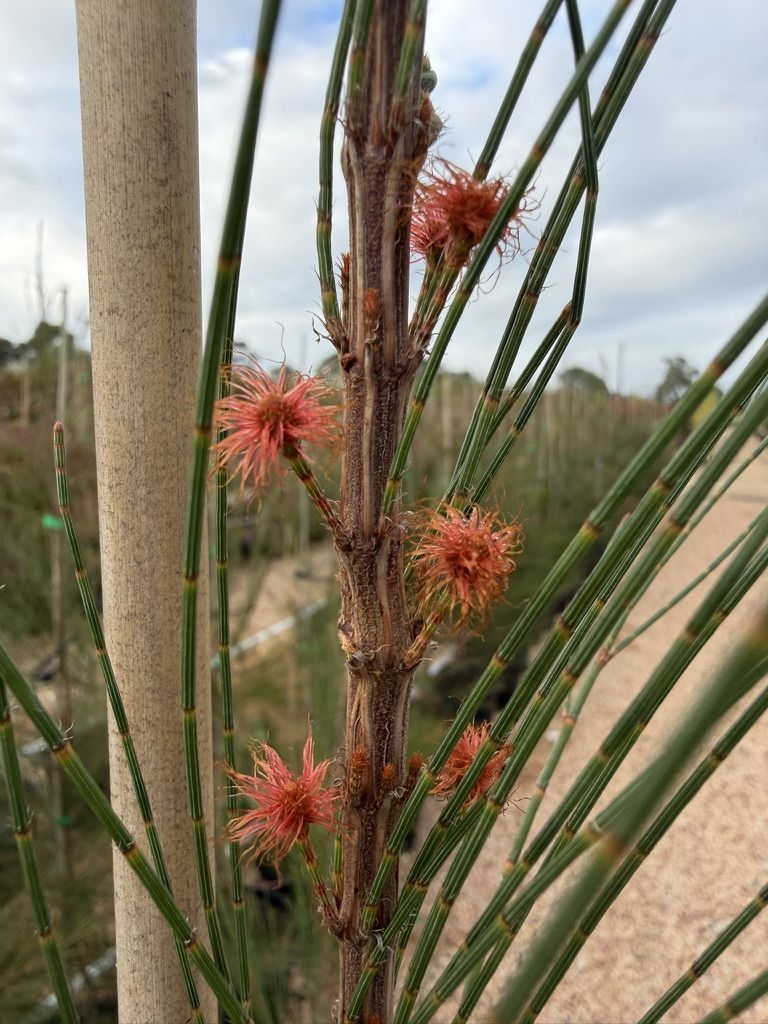 Black Sheoak
