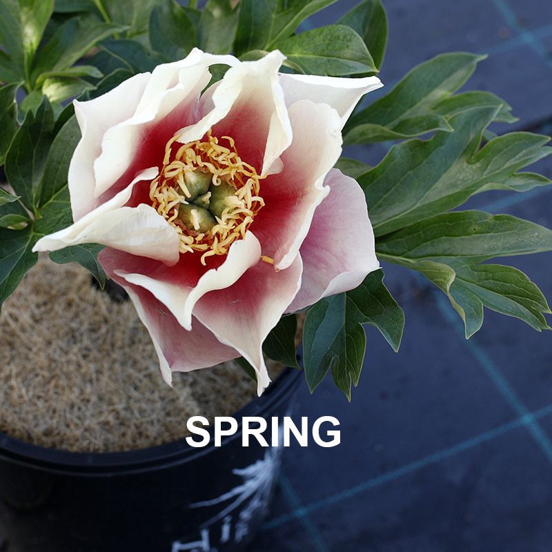 Paeonia Pastel Lilas  {Itoh Peony}