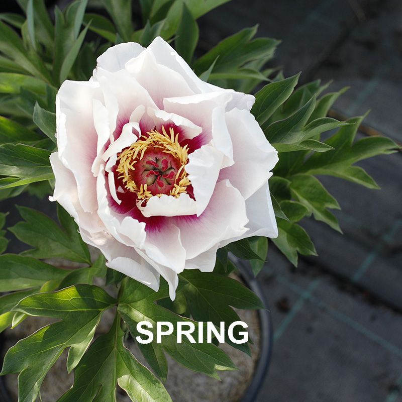 Paeonia Raggedy Anne  {Itoh Peony}