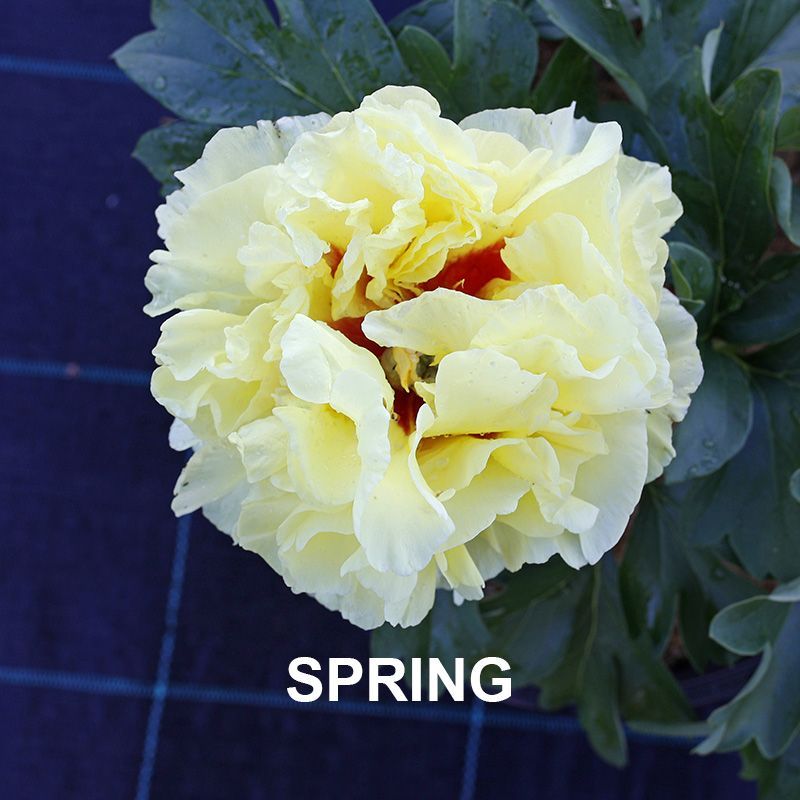 Paeonia Duchess de Lorraine  {Itoh Peony}
