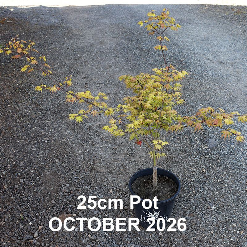 Acer palmatum Aka Shigitatsu Sawa