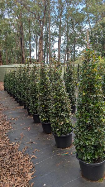Syzygium australe (PC1) PBR Backyard Bliss