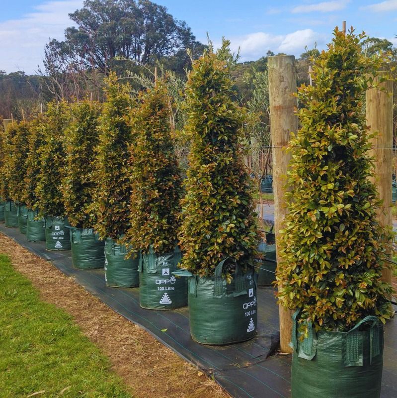 Syzygium australe (PC1) PBR Backyard Bliss