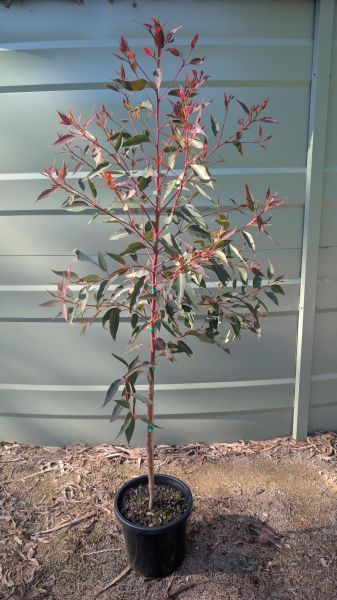 Corymbia ficifolia Baby Orange