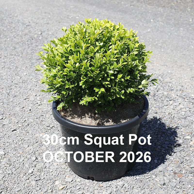 Buxus microphylla Koreana  {Korean Box}  Topiary Balls