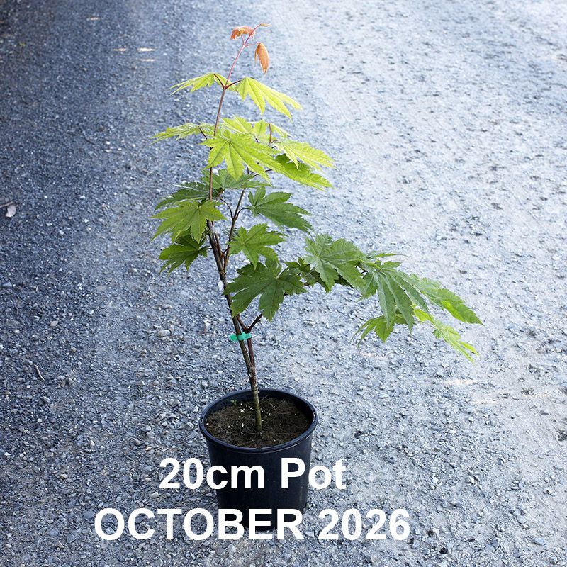 Acer japonicum Attaryi