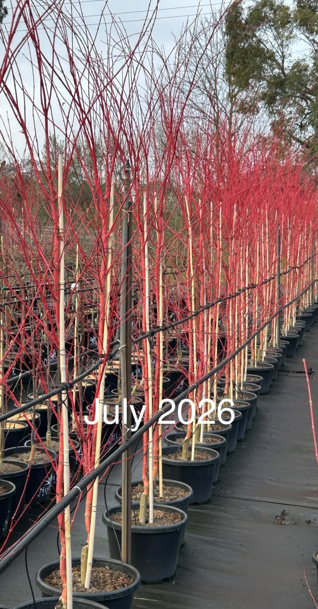 Acer palmatum Senkaki  {Coral Bark Maple}