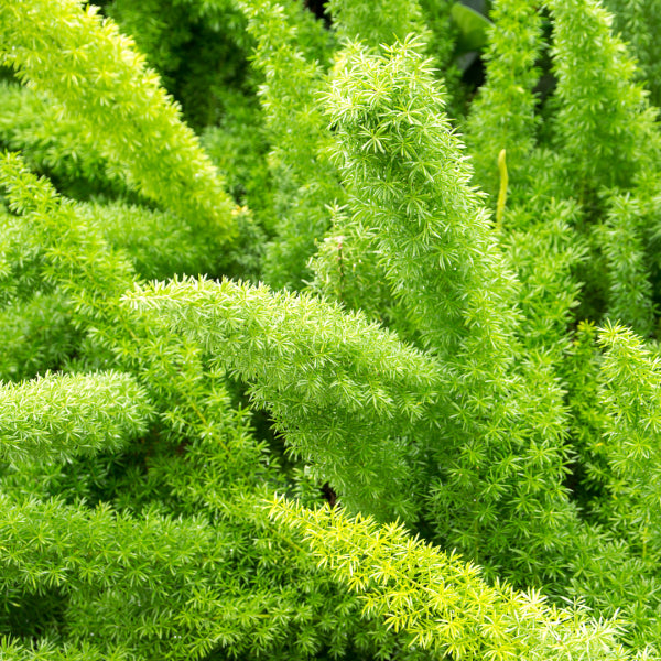 Asparagus meyeri