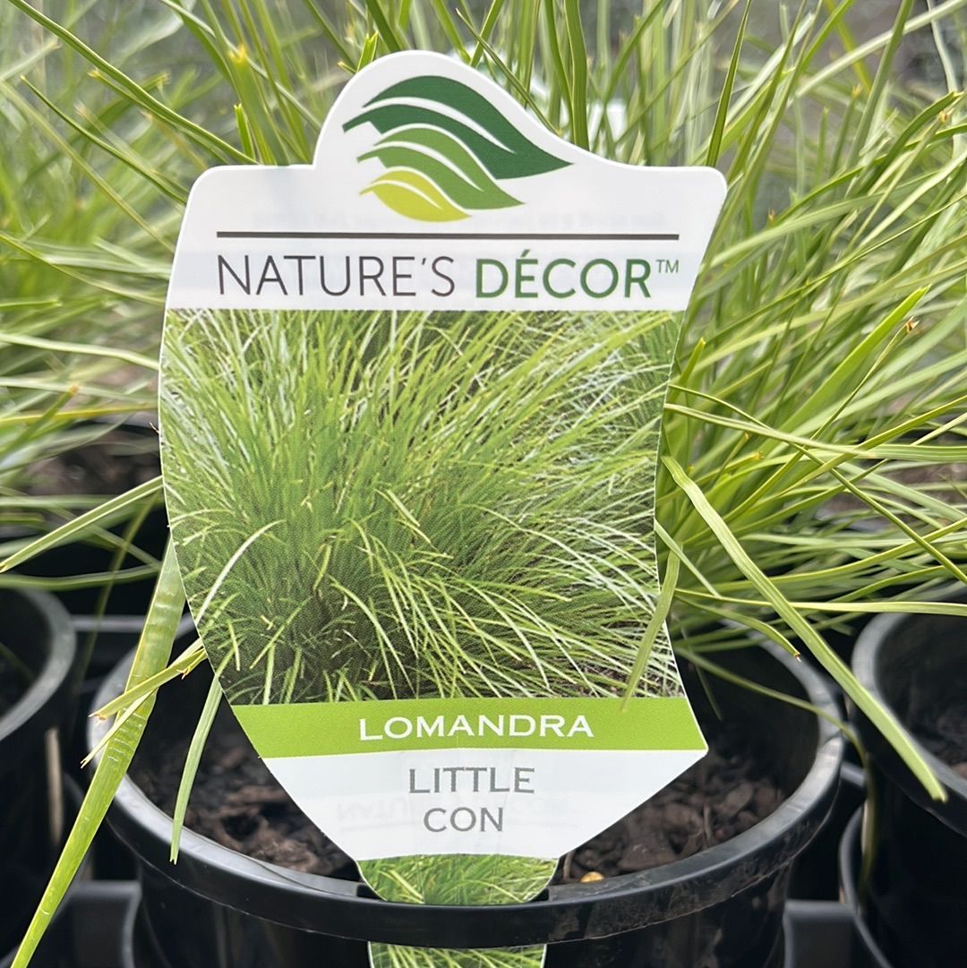Lomandra confertifolia Little Con
