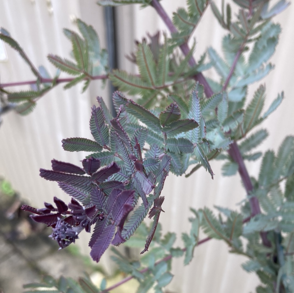 Acacia baileyana Purpurea