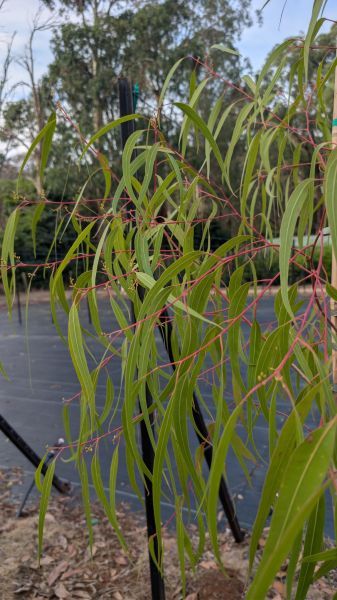Corymbia citriodora Scentuous