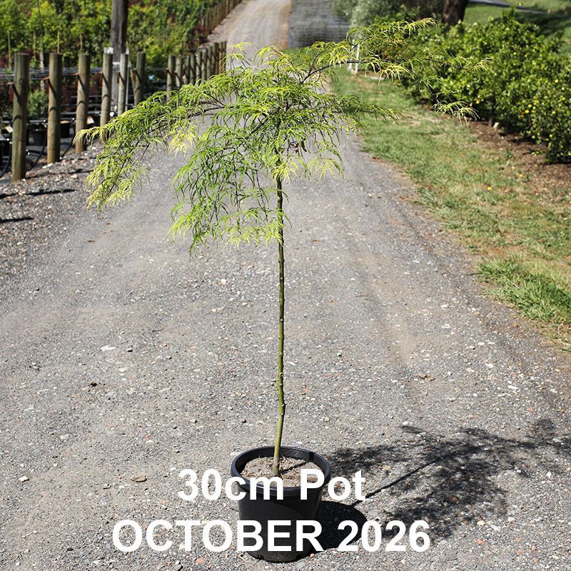 Acer palmatum dissectum  Berrima Bridge