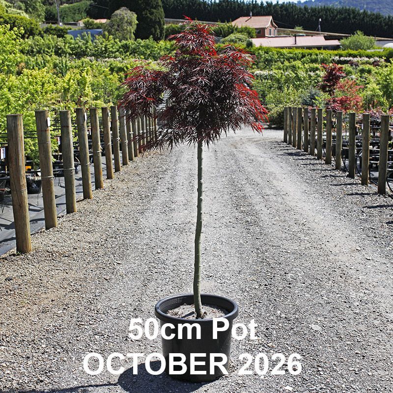 Acer palmatum dissectum Red Dragon