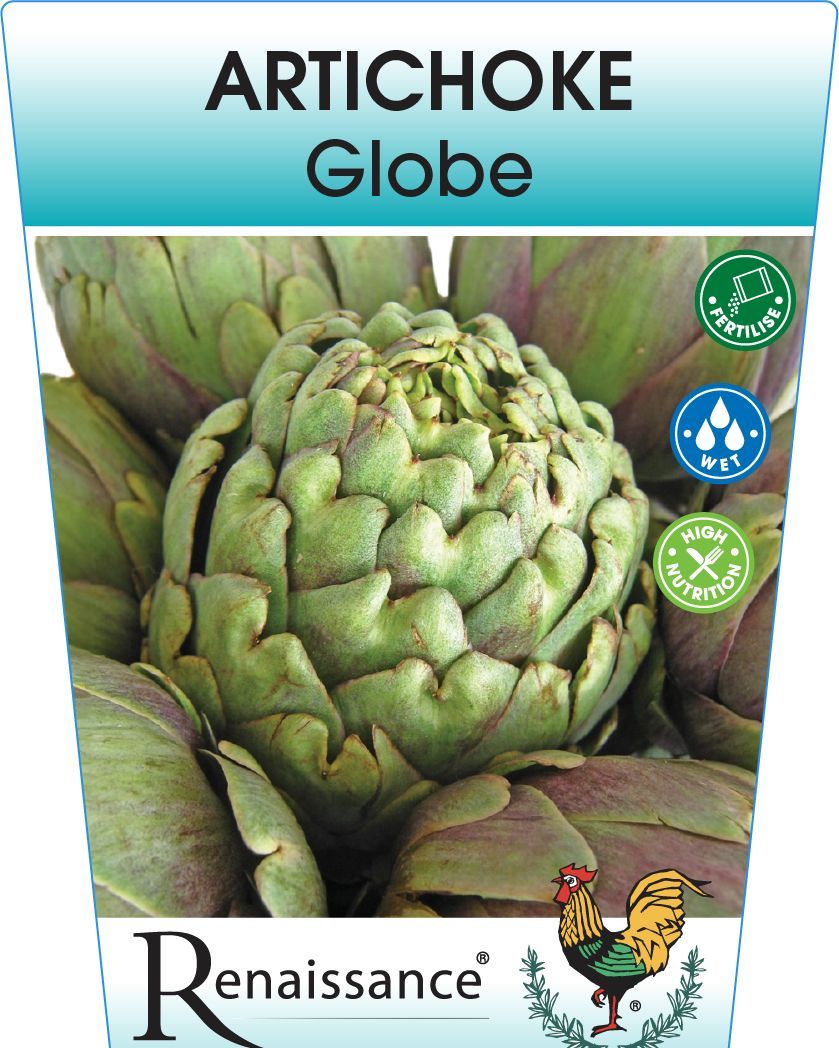 {Artichoke - Green Globe}  Cynara scolymus