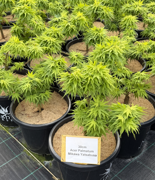 Acer palmatum Mikawa Yatsabusa