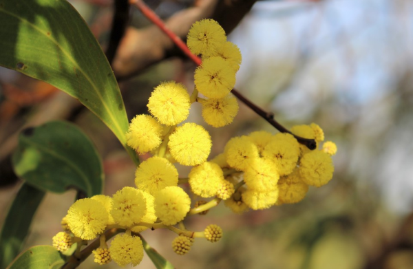 Acacia pycnantha