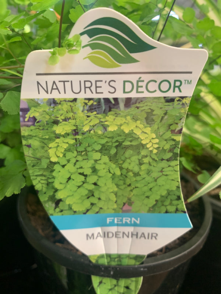 Adiantum fragrantissimum  {Maidenhair}