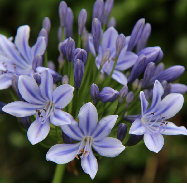 Agapanthus Baby Blue