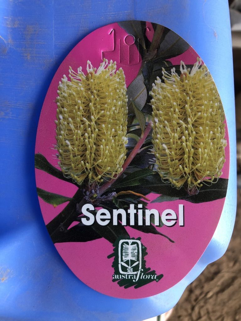 Banksia integrifolia (BIT11) Sentinel tm  PBR
