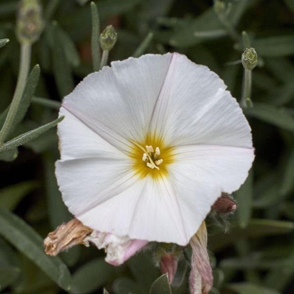 Convolvulus cneorum  {Silver Bush}