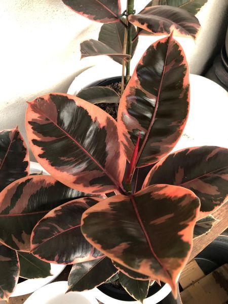 Ficus elastica Ruby