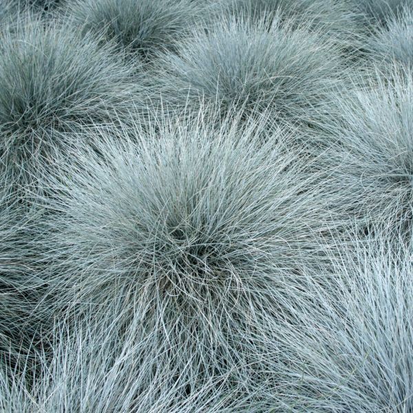 Festuca glauca