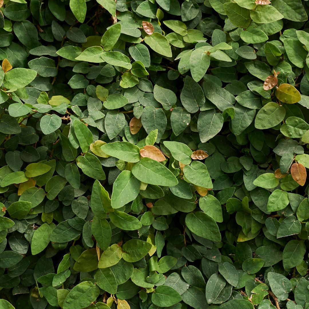 Ficus pumila